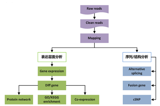 真核转录组测序