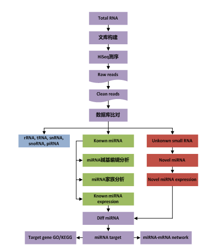 small RNA 测序
