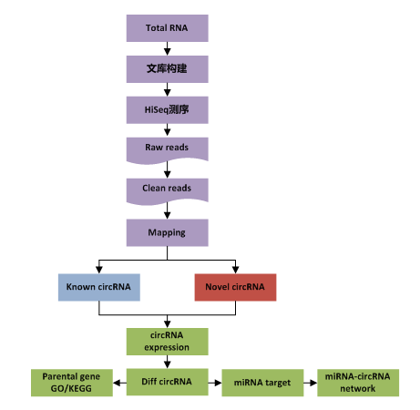环状 RNA 测序